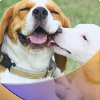 Treatment products for dogs in Dubai